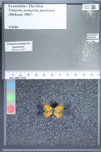 Media type: image;   Entomology 66989
